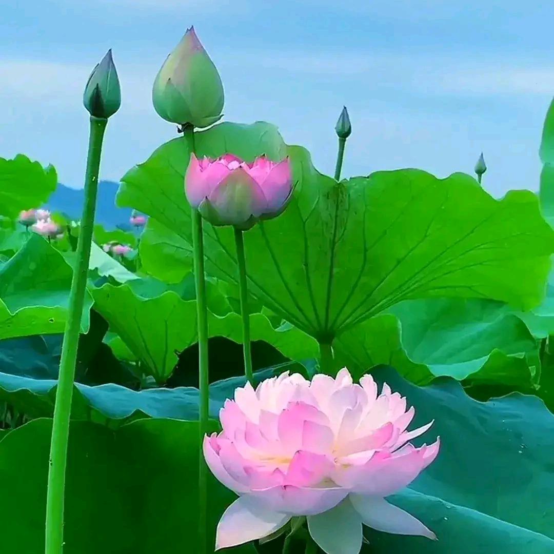 ~一世仙佛綠~头像