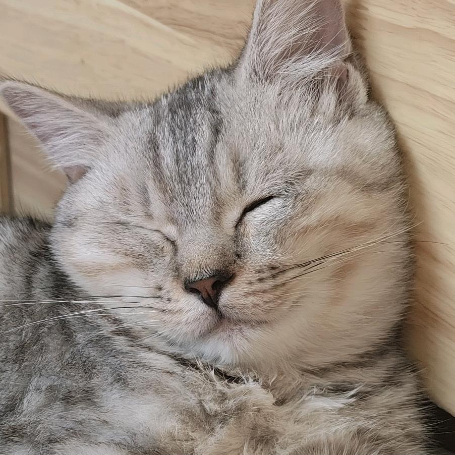 无孩爱猫长发男