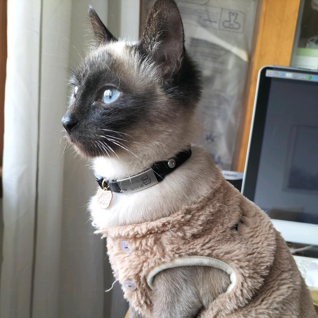 奥趣猫长