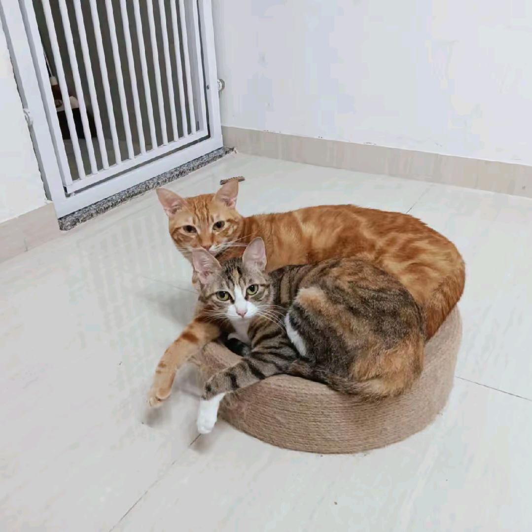 妈妈说名字够长就有傻子跟着念