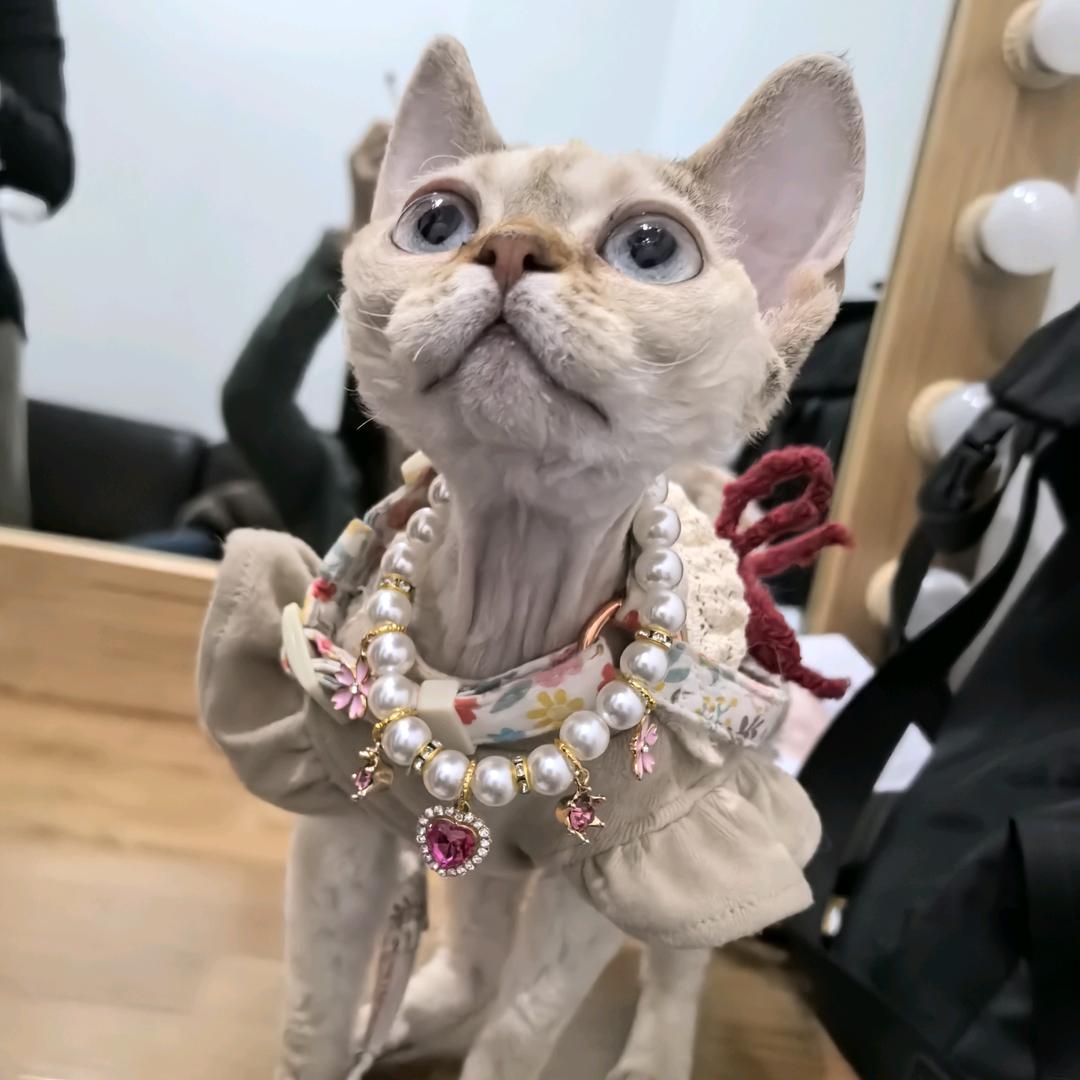 辰是辰辰的辰