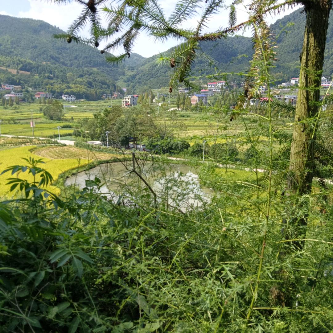 平a