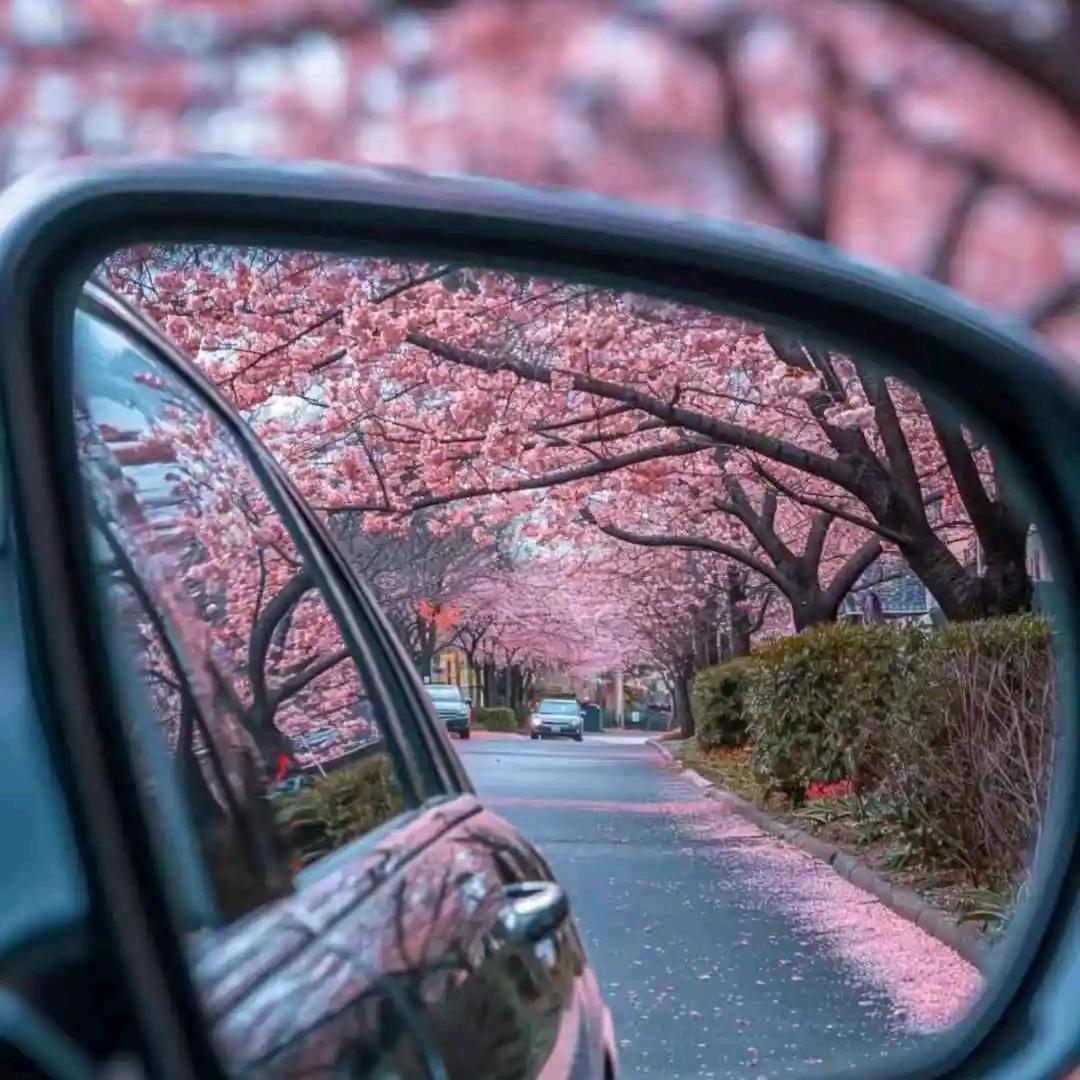 京东专卖店恒大店