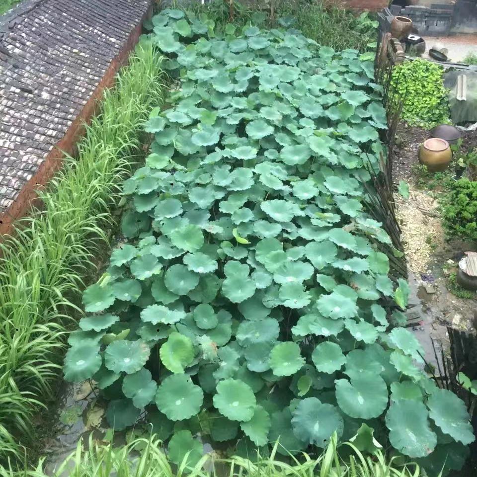 传哥