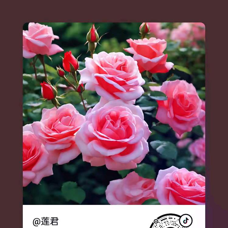 梁哥