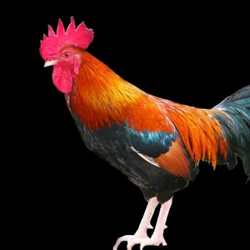 百优活禽.白条.散养柴鸡批发