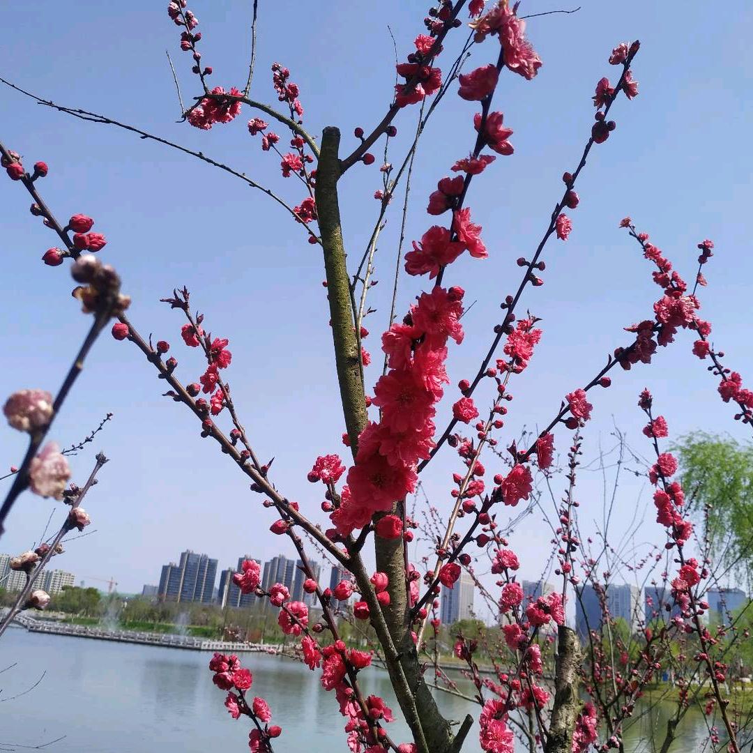 一点紅