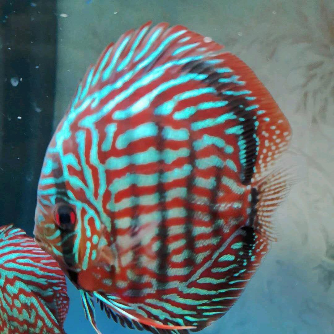 【逸木】江辰水族