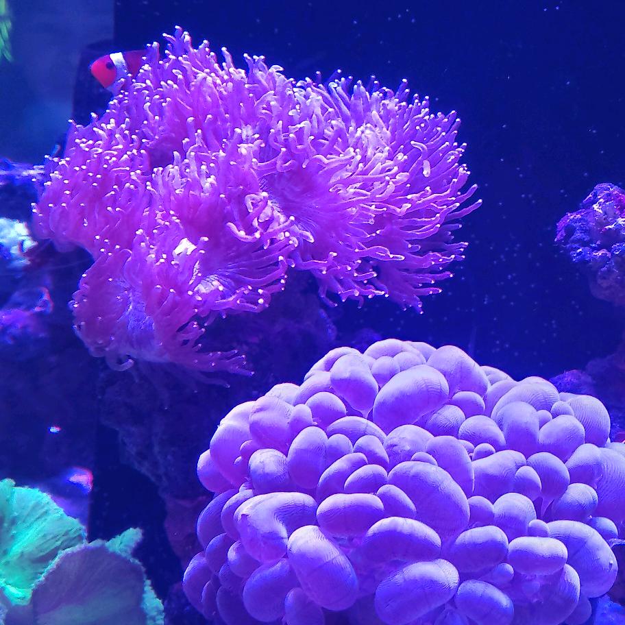 慧琳