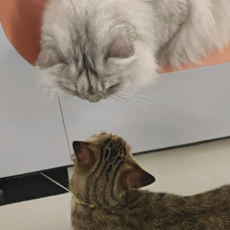 爱鬼叫的黄皮兔子