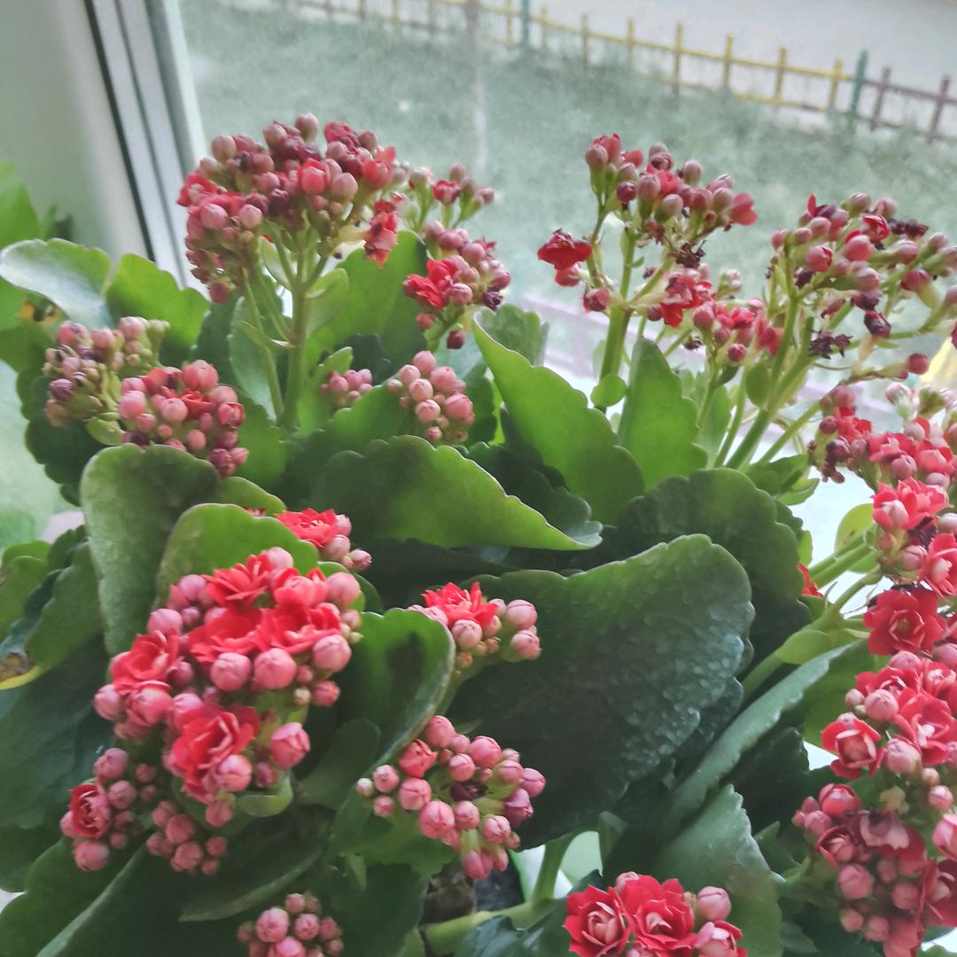 顺心