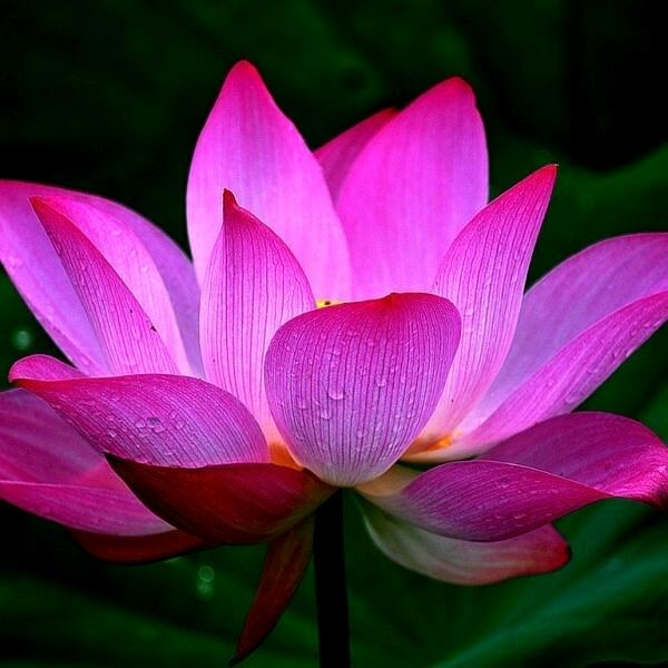 茉莉花
