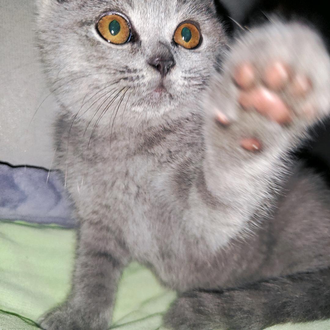 秦