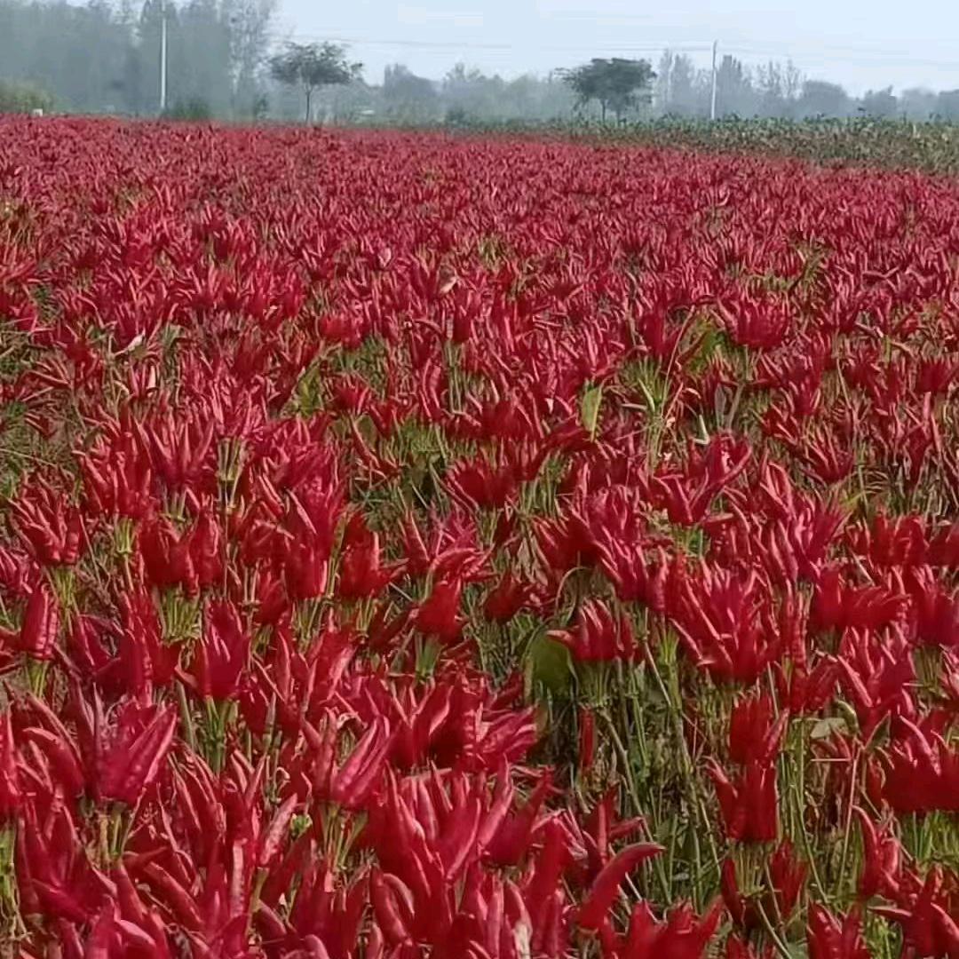 立军农资科技🌱