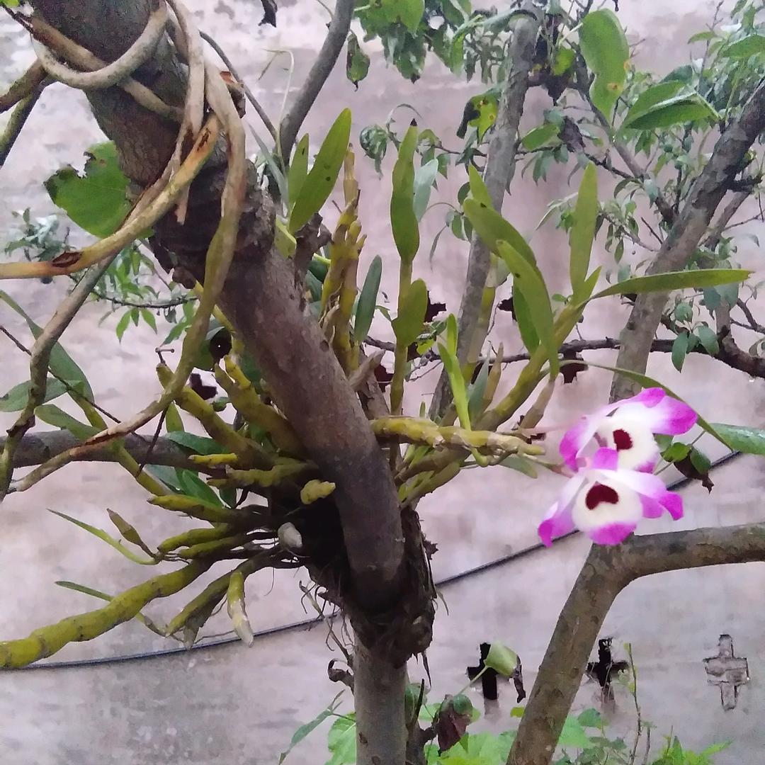 波哥