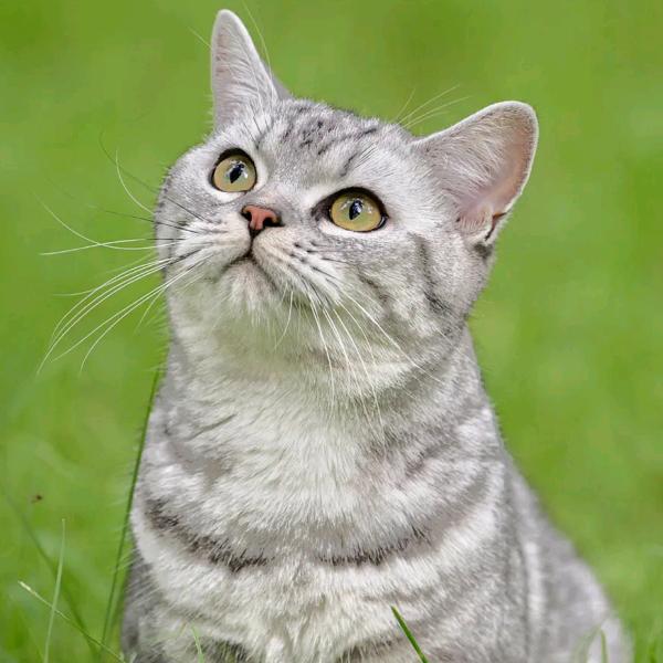 𒀱鲤𒀱鱼𒀱与𒀱驴𒀱