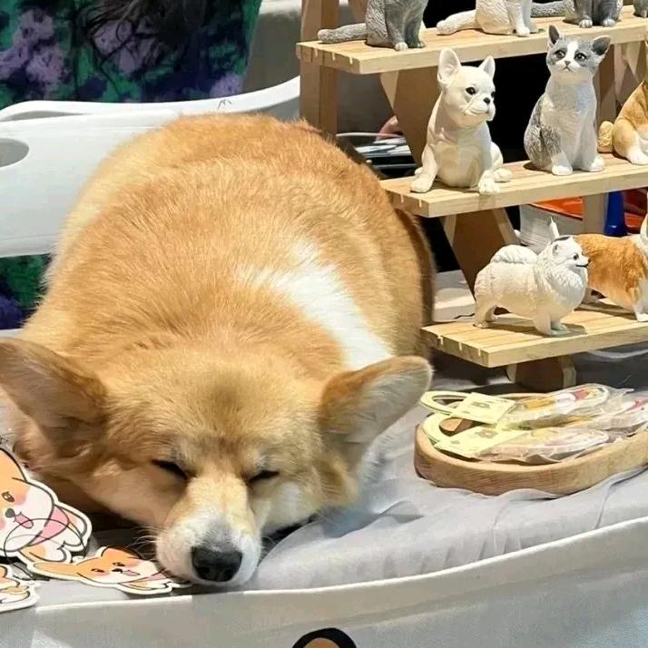 卡不辣冻