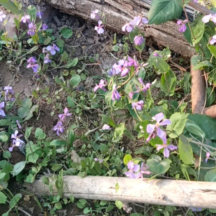 爱花的人头像