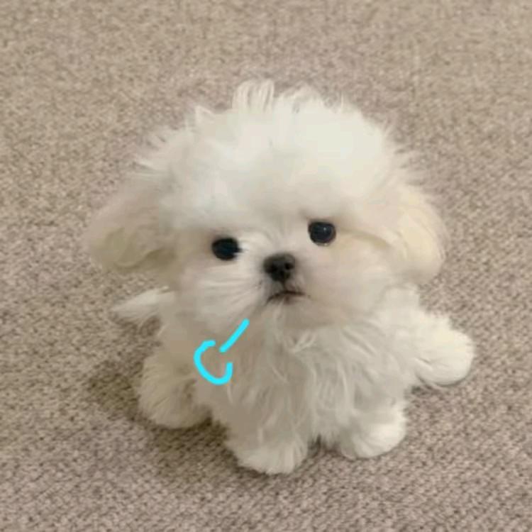 爱恋