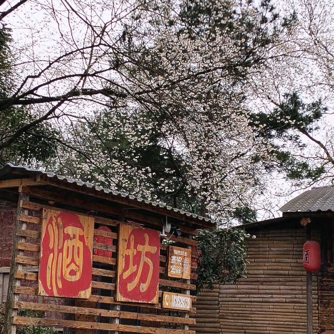 包谷高粱酒