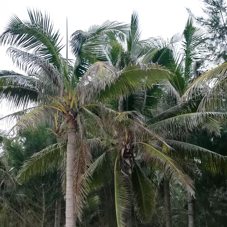 小福☘️