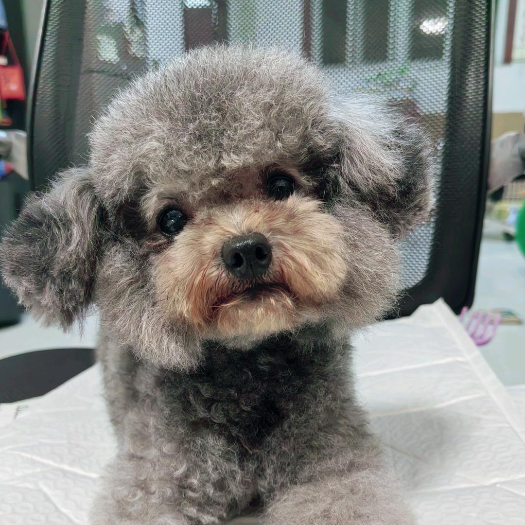 陈姐的汪汪队