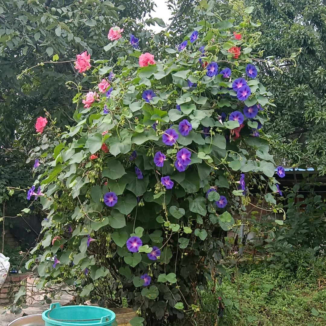 种洛川苹果的好久的回忆