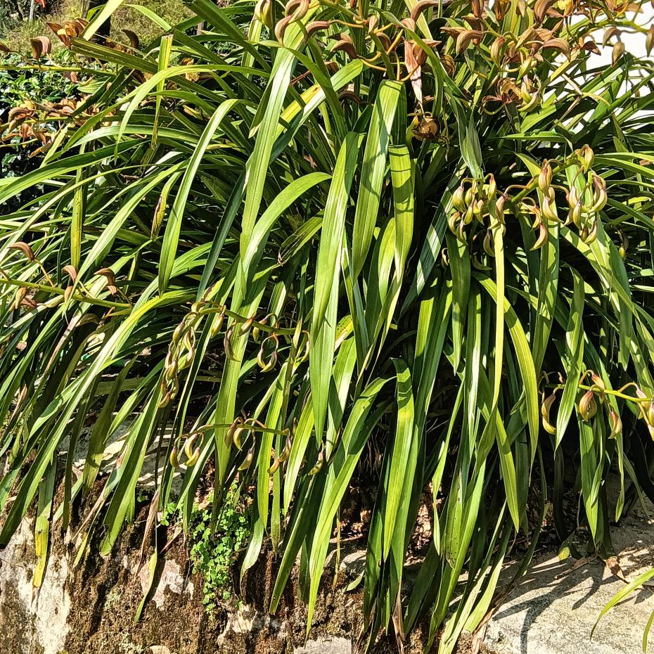 装修大哥