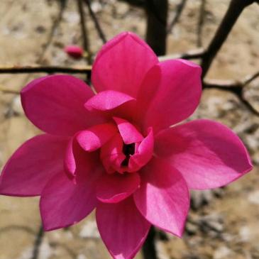 花香满院品种三季玉兰