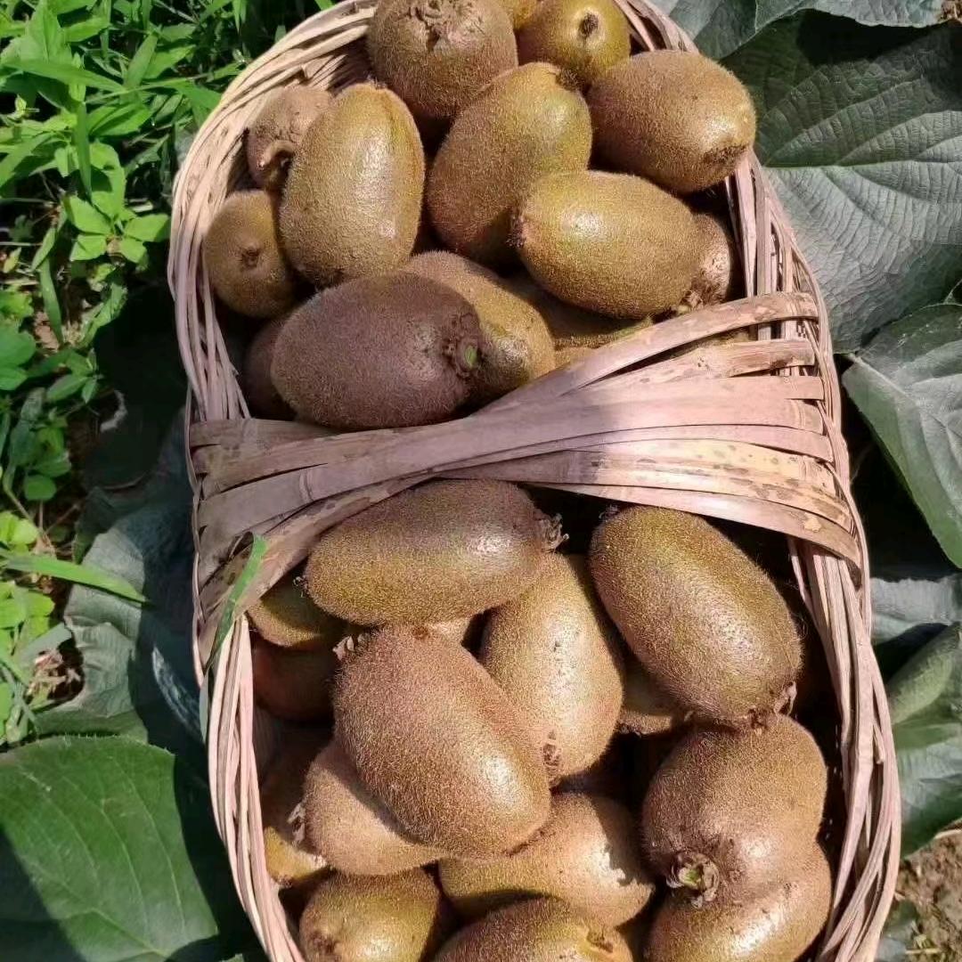 周至楼观小马猕猴桃果园基地