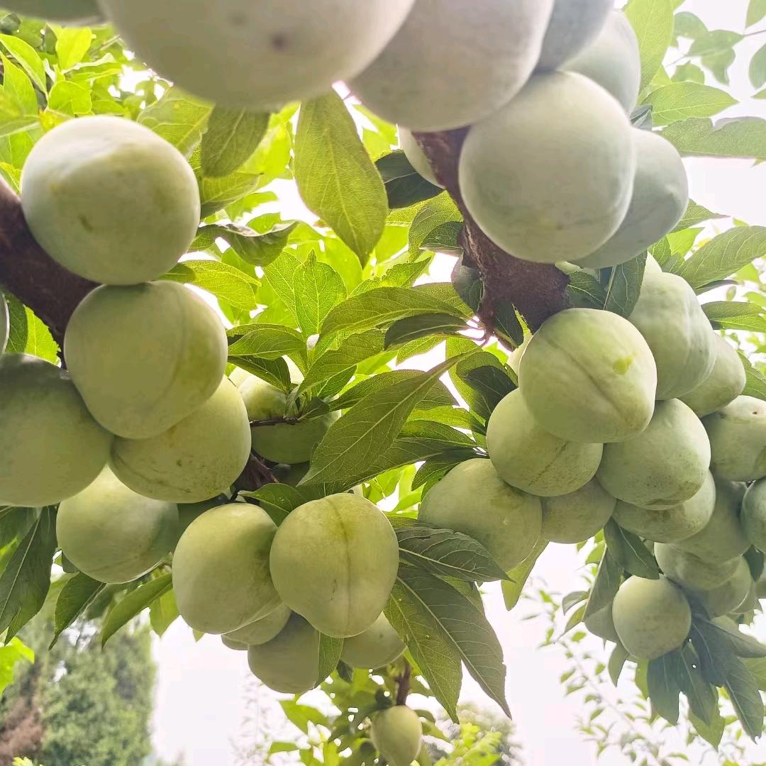 美好的未来161880796