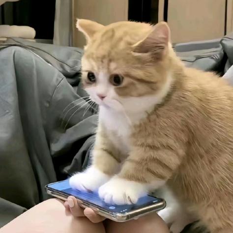 小猫的可乐