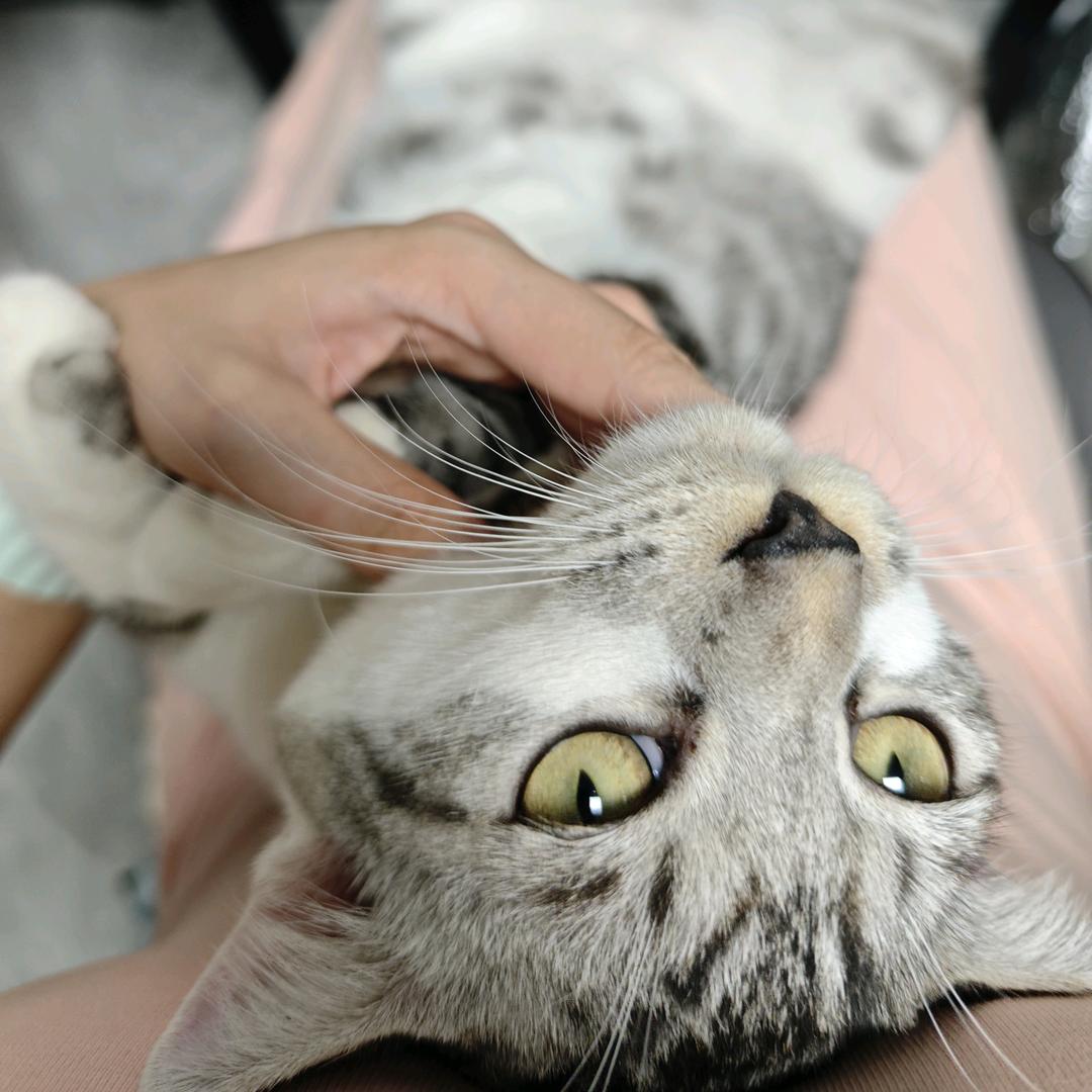 捡猫历险记