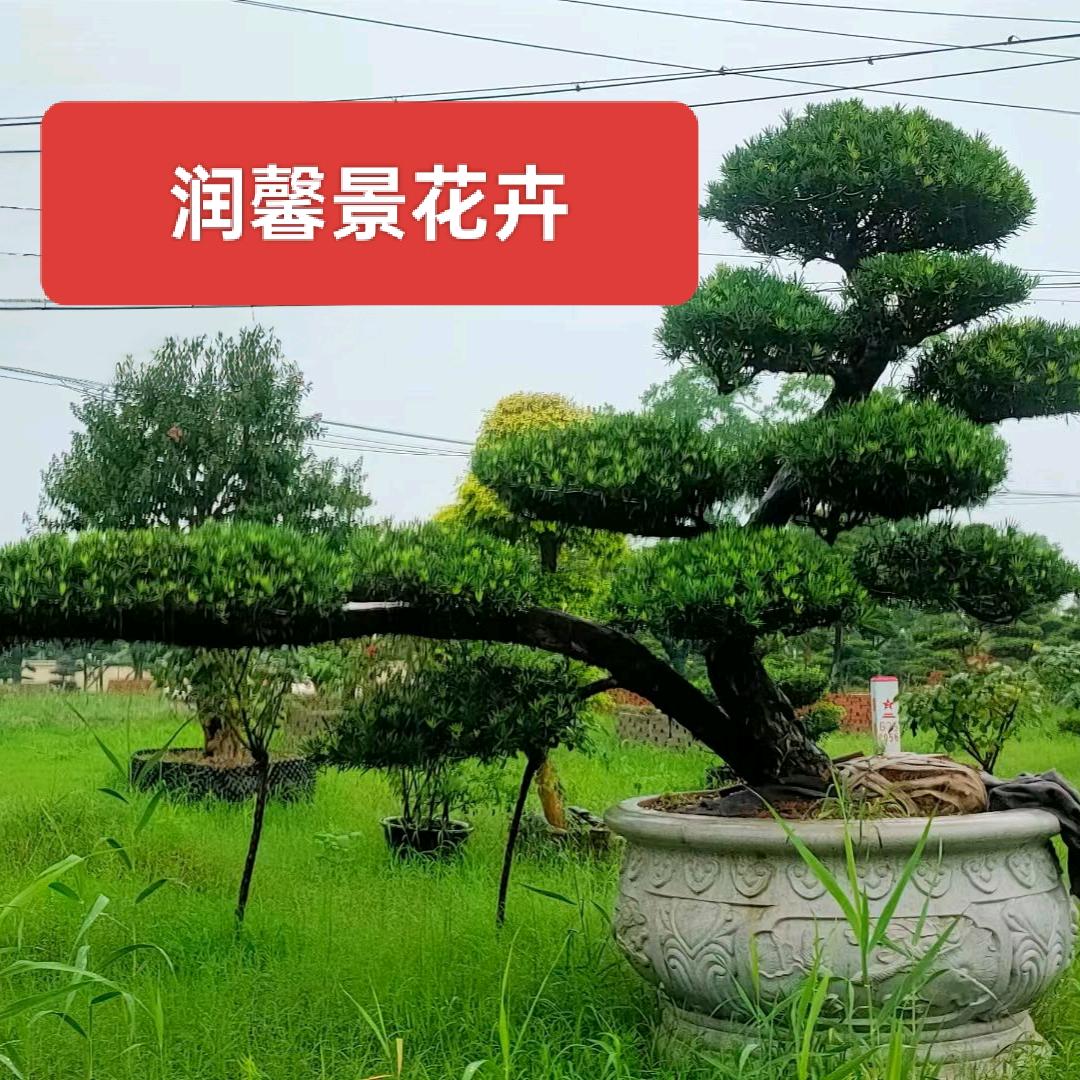 润馨景花卉苗木