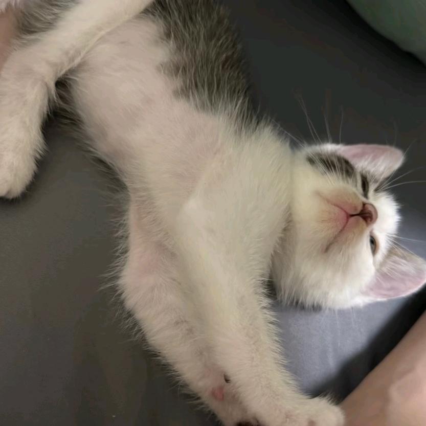 杨@