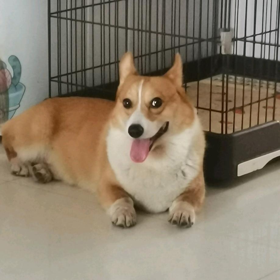 小柯基笨笨