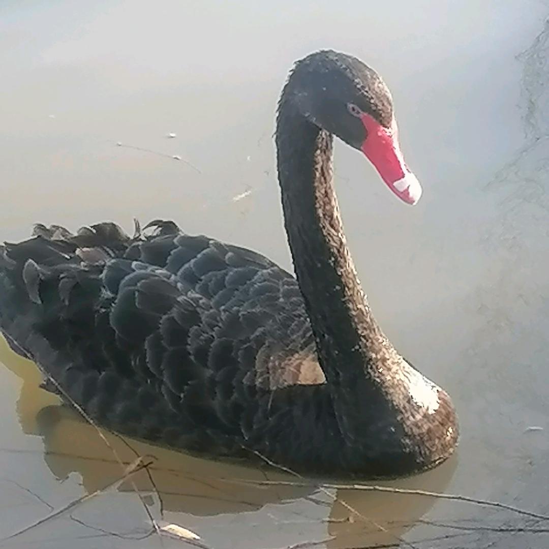 菜乡情