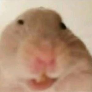 北边玩仓鼠