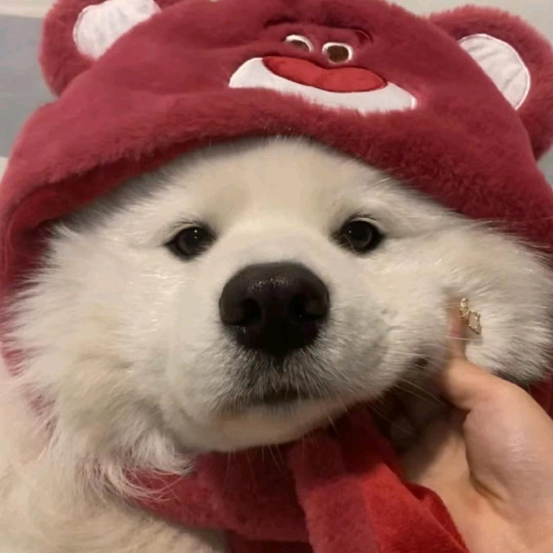 柒七安