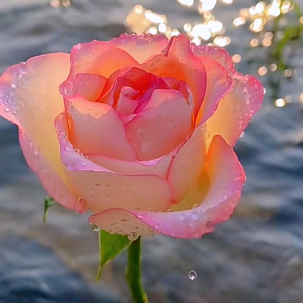 爱笑的猫🌹