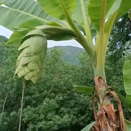 小跳皮