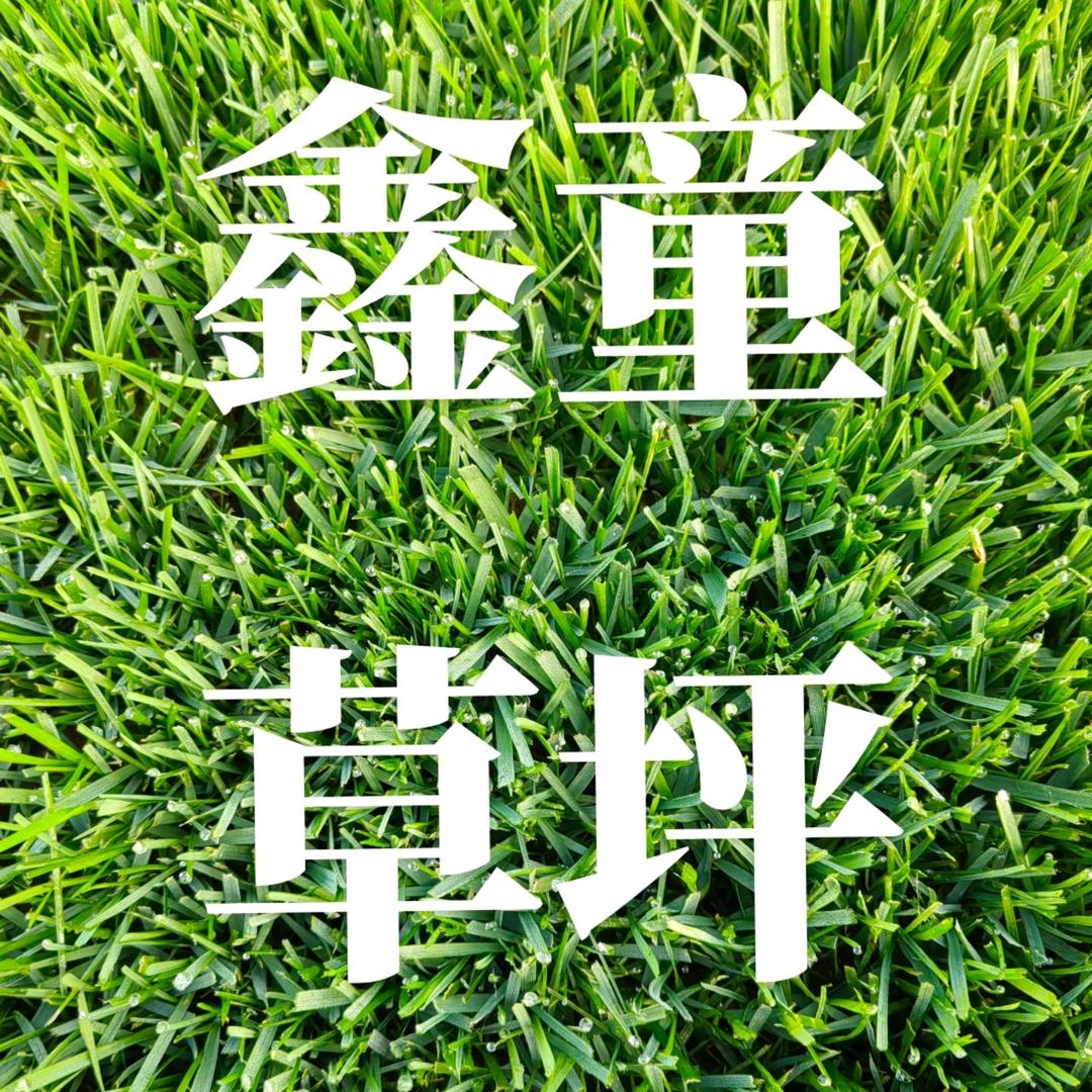 济南鑫童草坪基地