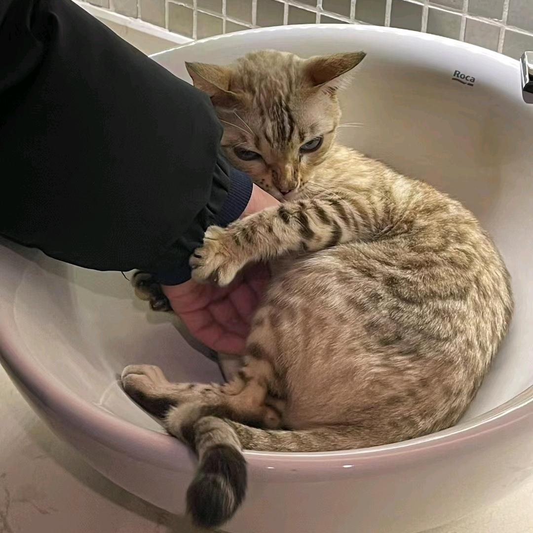 我要吃肉包（备考中）