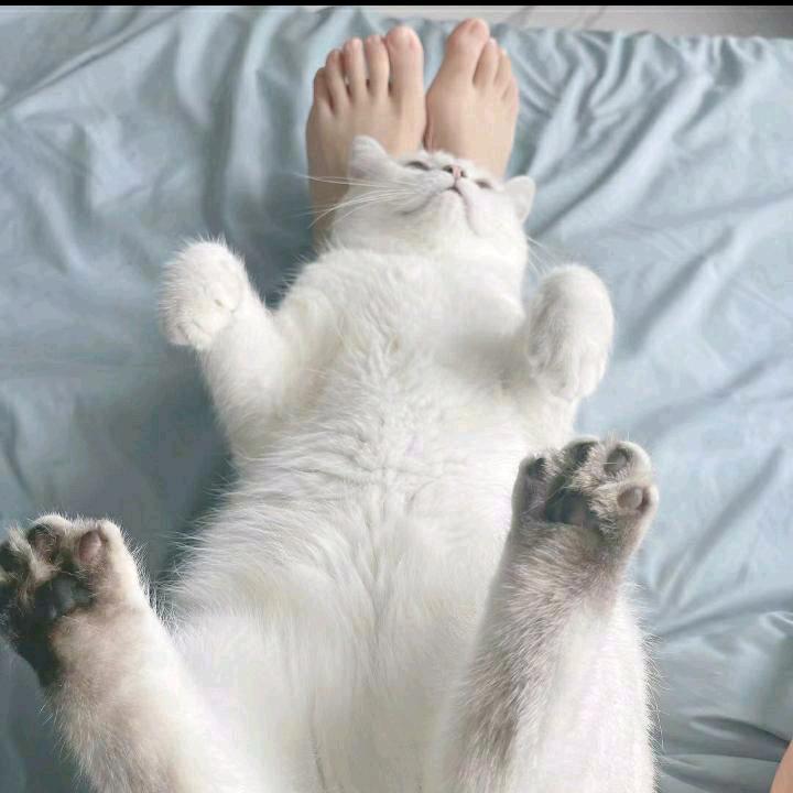 曦翼＆纔纔豐竇賣飇鸞釋罶薨嘦姕彘毐蠡毊麚