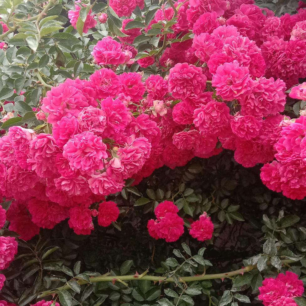 因为有李