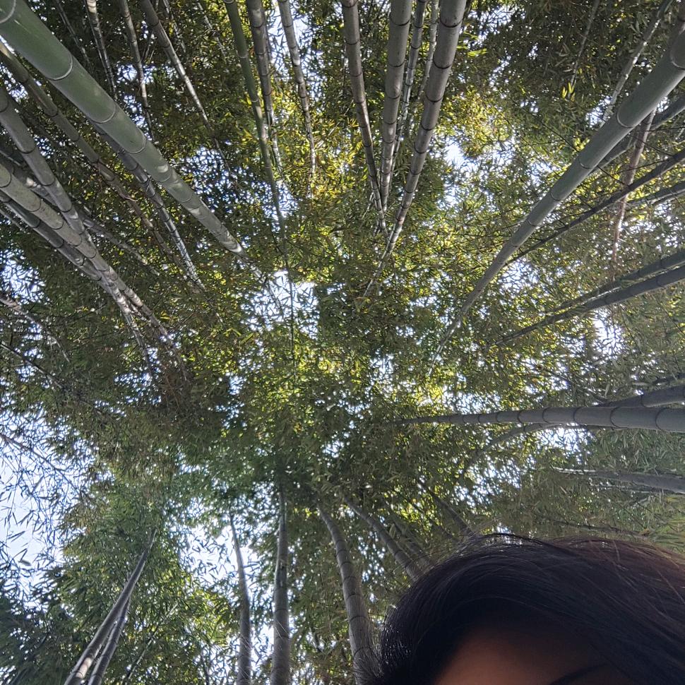 修竹🎋