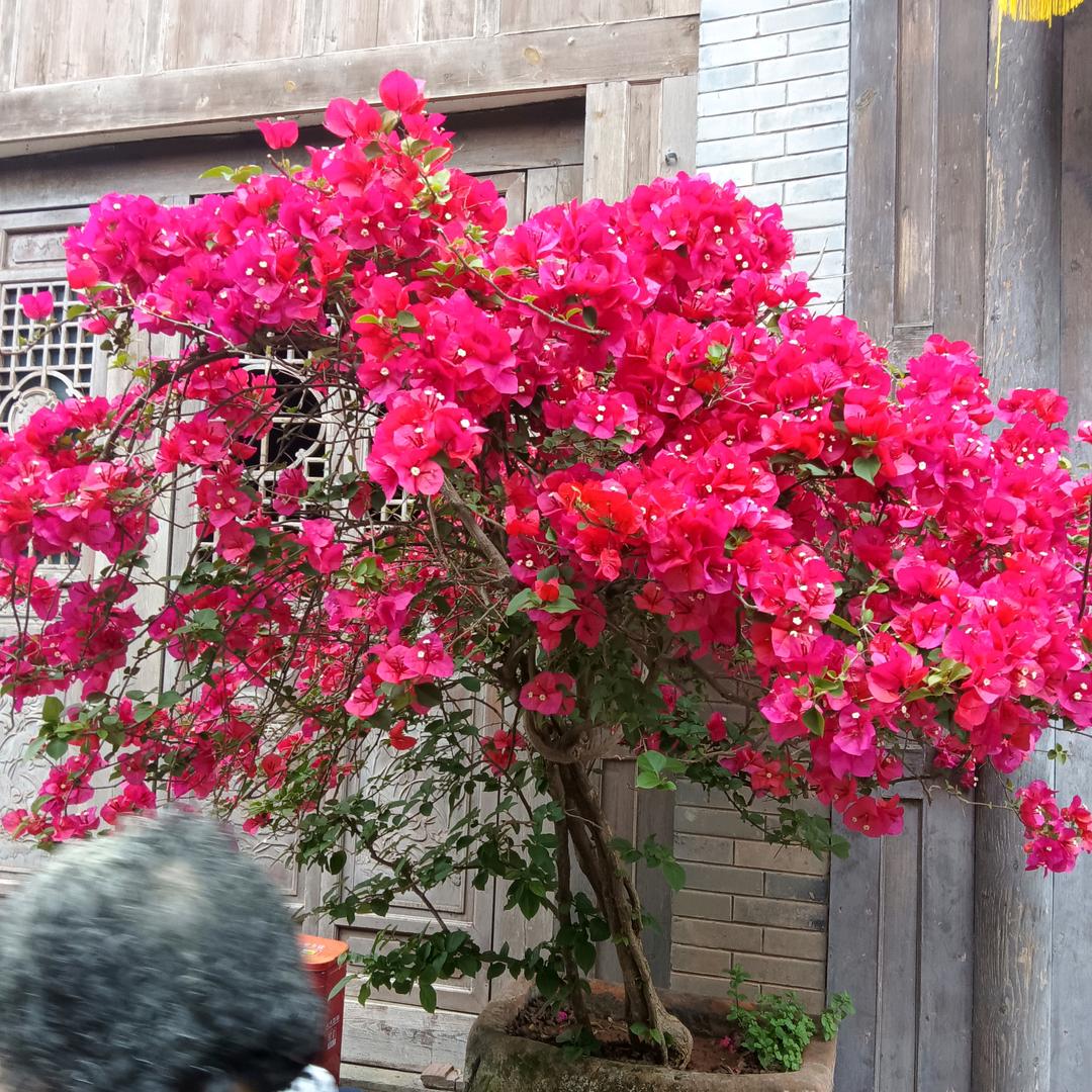 繁花似景