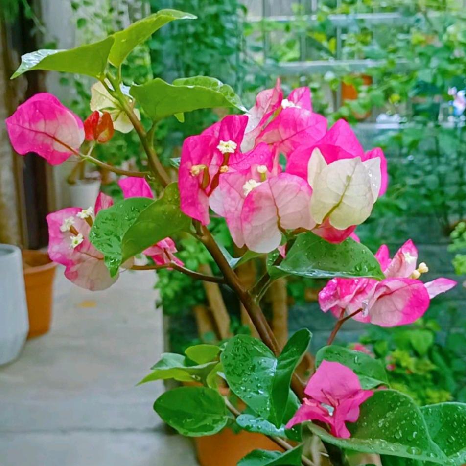 荣家小院(三角梅)