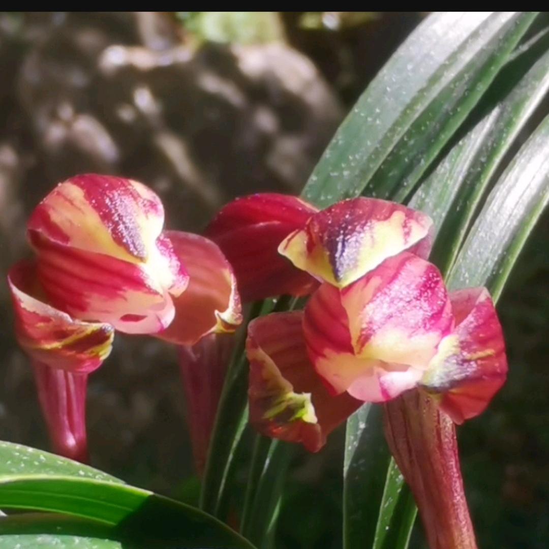 永军诚信种植园