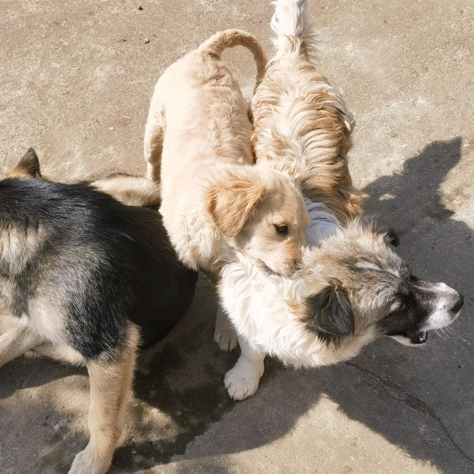 喵了个咪的嘚嘚